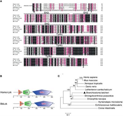 Identification and Characterization of the Amphioxus Lck and Its Associated Tyrosine Phosphorylation-Dependent Inhibitory LRR Receptor